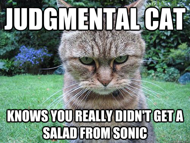 judgmental Cat knows you really didn't get a salad from sonic  