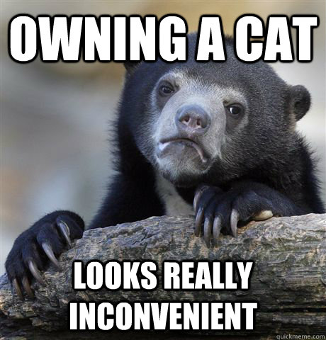 Owning a Cat Looks really inconvenient  Confession Bear