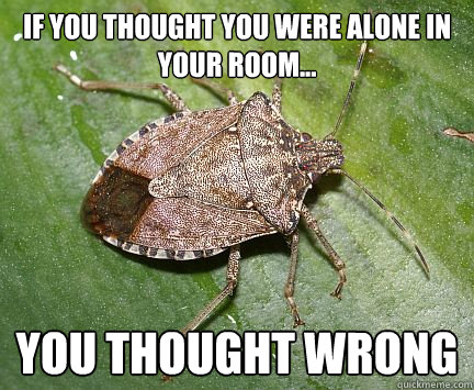 If you thought you were alone in your room... You thought wrong - If you thought you were alone in your room... You thought wrong  Scumbag Stinkbug