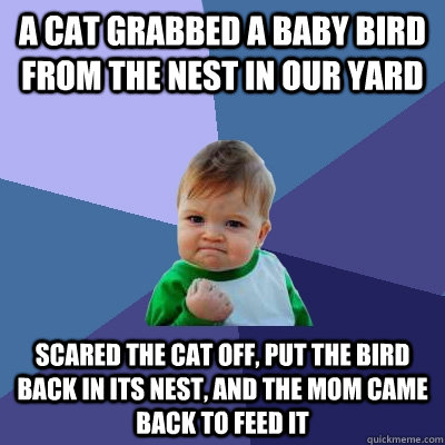 A cat grabbed a baby bird from the nest in our yard Scared the cat off, put the bird back in its nest, and the mom came back to feed it - A cat grabbed a baby bird from the nest in our yard Scared the cat off, put the bird back in its nest, and the mom came back to feed it  Success Kid