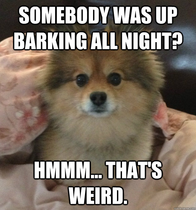 sOMEBODY WAS UP BARKING ALL NIGHT?  HMMM... THAT'S WEIRD.  