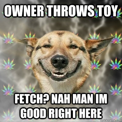 owner throws toy fetch? nah man im good right here  Stoner Dog