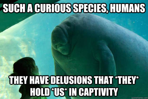 Such a curious species, humans They have delusions that *they* hold *us* in captivity - Such a curious species, humans They have delusions that *they* hold *us* in captivity  Overlord Manatee