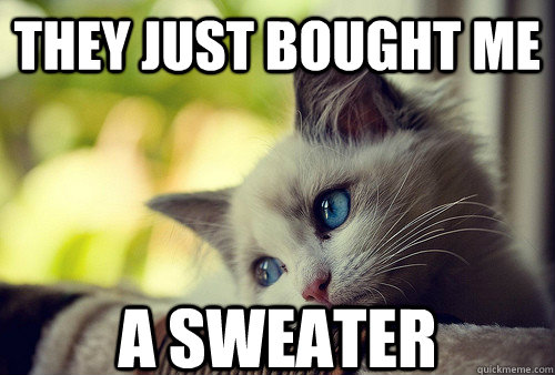 they just bought me  a sweater - they just bought me  a sweater  First World Problems Cat