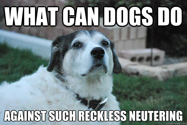 What can dogs do Against such reckless neutering  - What can dogs do Against such reckless neutering   Misc