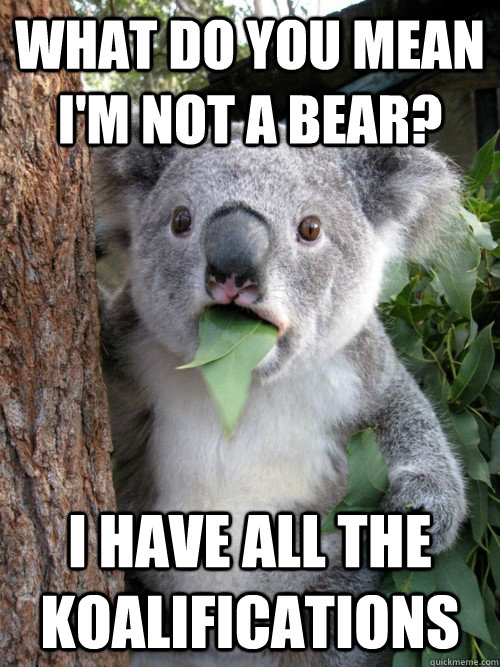 What do you mean I'm not a bear? I have all the koalifications  koala bear