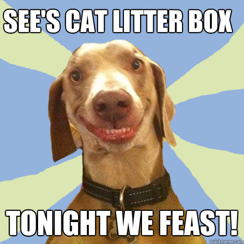 see's cat litter box tonight we feast!  Disgusting Doggy