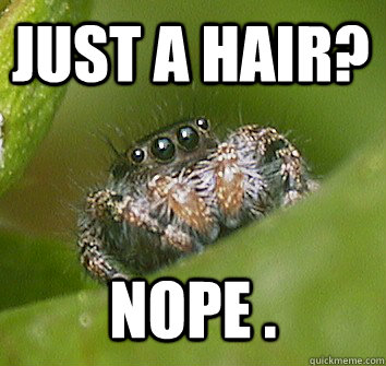 Just a Hair? Nope .  Misunderstood Spider