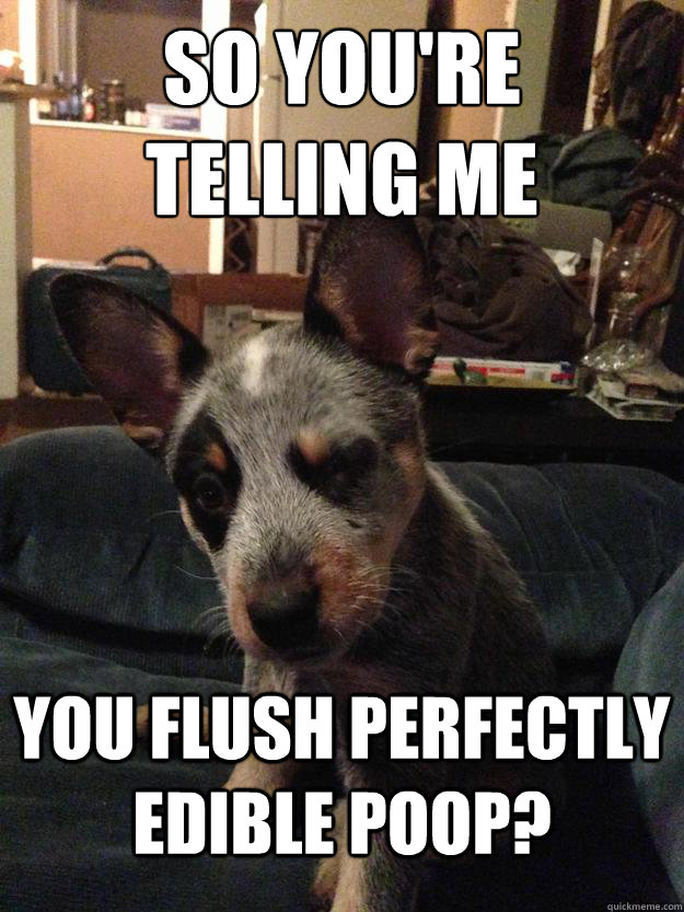 So you're 
telling me You flush perfectly edible poop?  Skeptical Dog