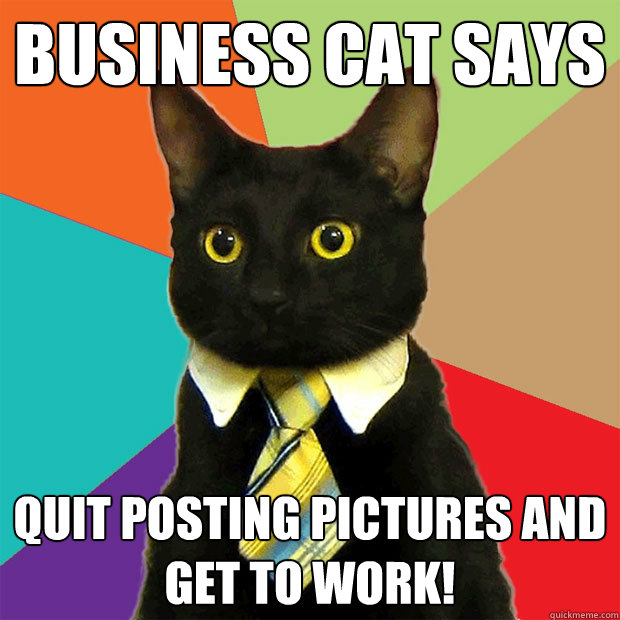 BUSINESS CAT SAYS QUIT POSTING PICTURES AND GET TO WORK!  Business Cat