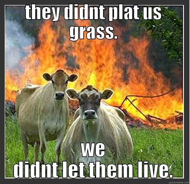 cows these days. - THEY DIDNT PLAT US GRASS. WE DIDNT LET THEM LIVE. Evil cows