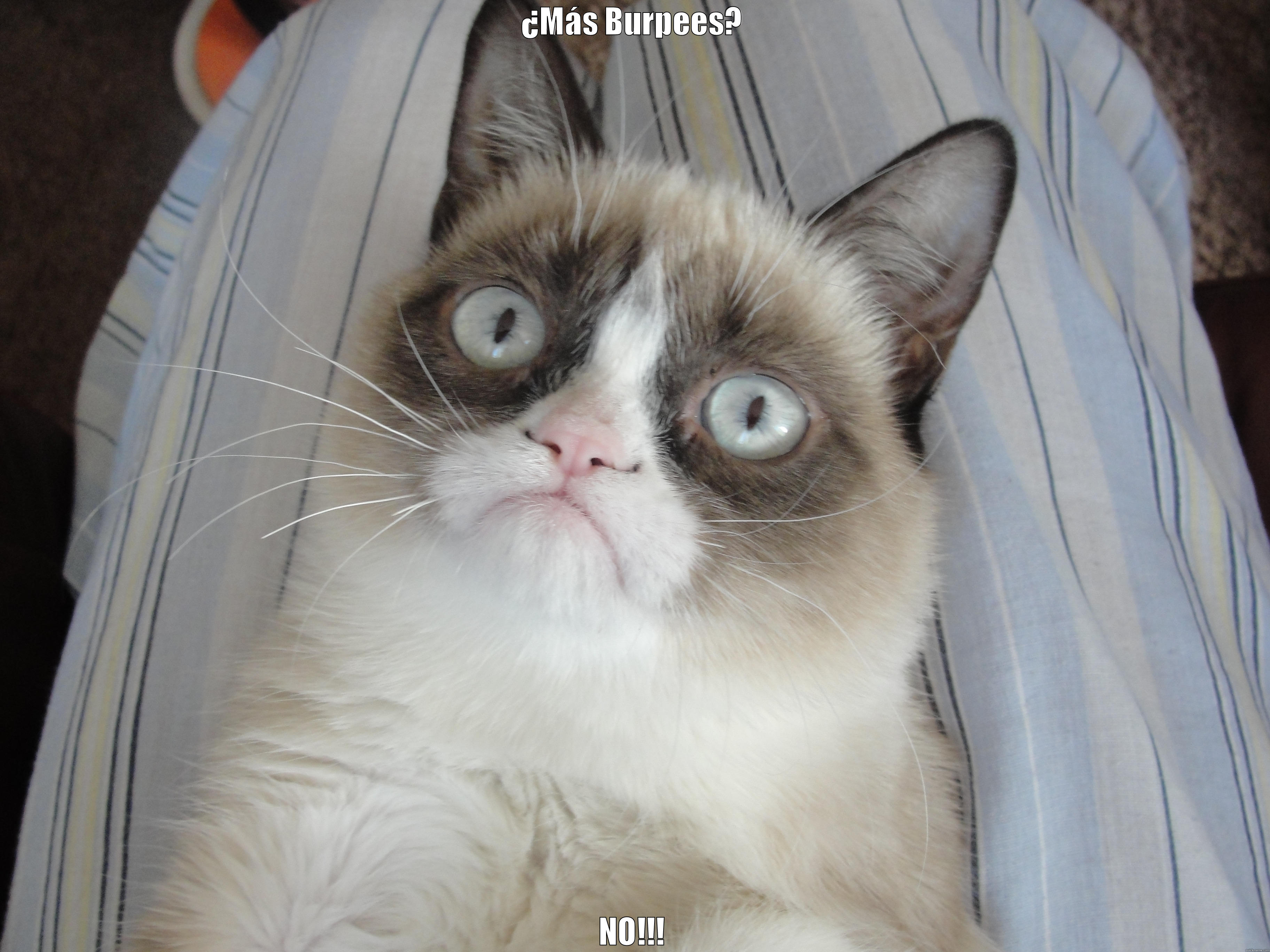 ¿MÁS BURPEES? NO!!! Grumpy Cat