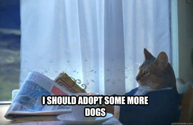 I should adopt some more dogs  Sophisticated Cat