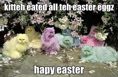 kitteh eated all teh easter eggz hapy easter - kitteh eated all teh easter eggz hapy easter  easter egg kitteh