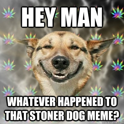 hey man Whatever happened to that Stoner Dog meme?  Stoner Dog