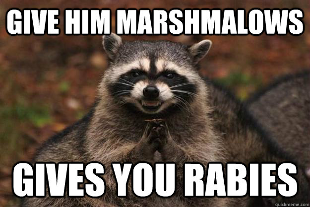 give him marshmalows gives you rabies  - give him marshmalows gives you rabies   Evil Plotting Raccoon