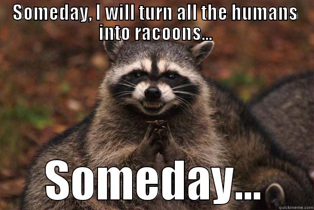 SOMEDAY, I WILL TURN ALL THE HUMANS INTO RACOONS... SOMEDAY... Evil Plotting Raccoon