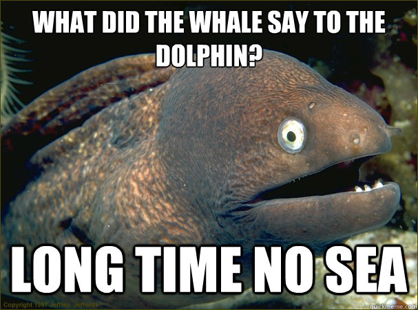 What did the Whale say to the Dolphin? Long time no sea - What did the Whale say to the Dolphin? Long time no sea  Bad Joke Eel