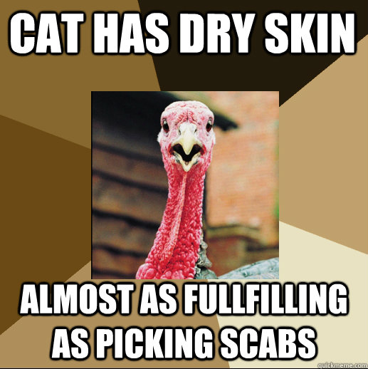 cat has dry skin almost as fullfilling as picking scabs  