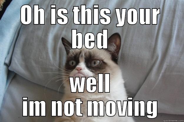 grumphy cat in bed - OH IS THIS YOUR BED WELL IM NOT MOVING Grumpy Cat