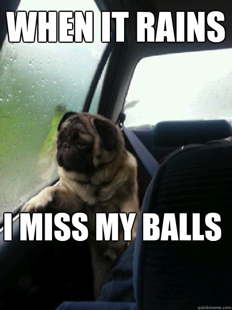 when it rains i miss my balls  Introspective Pug