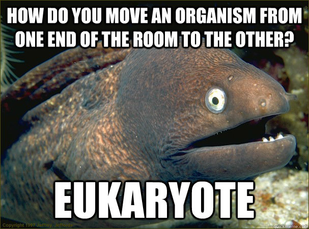 How do you move an organism from one end of the room to the other? Eukaryote - How do you move an organism from one end of the room to the other? Eukaryote  Bad Joke Eel