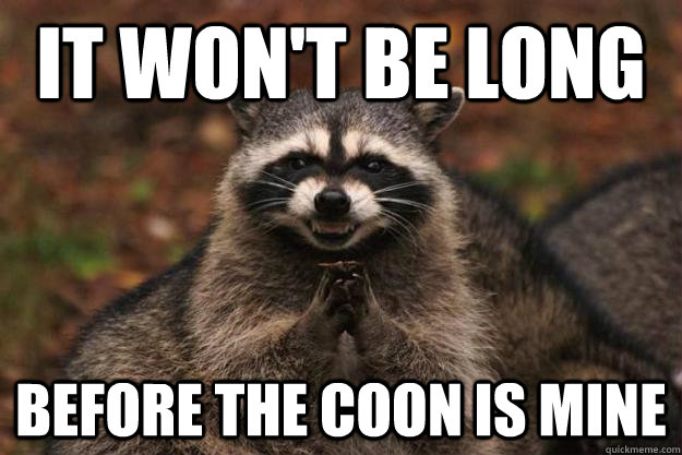 it won't be long before the coon is mine  - it won't be long before the coon is mine   Evil Plotting Raccoon