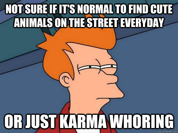 Not sure if it's normal to find cute animals on the street everyday Or just karma whoring  - Not sure if it's normal to find cute animals on the street everyday Or just karma whoring   Futurama Fry