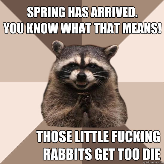 Spring has arrived.
You know what that means! Those little fucking rabbits get too die   Evil Plotting Raccoon