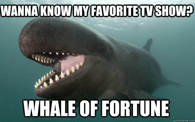 Wanna know my favorite TV show? Whale of fortune - Wanna know my favorite TV show? Whale of fortune  Photogenic whale