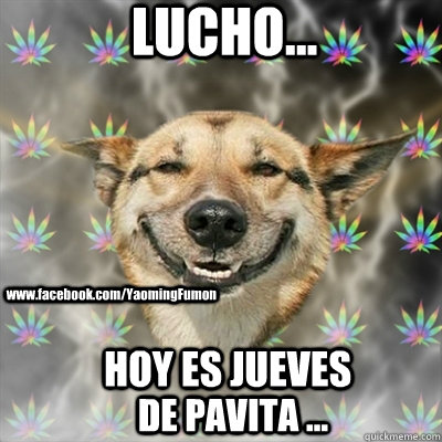 LUCHO... HOY ES JUEVES DE PAVITA ... www.facebook.com/YaomingFumon  Stoner Dog