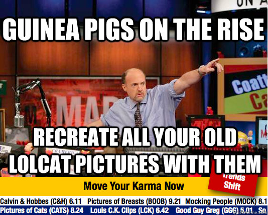 Guinea Pigs on the rise recreate all your old lolcat pictures with them - Guinea Pigs on the rise recreate all your old lolcat pictures with them  Mad Karma with Jim Cramer