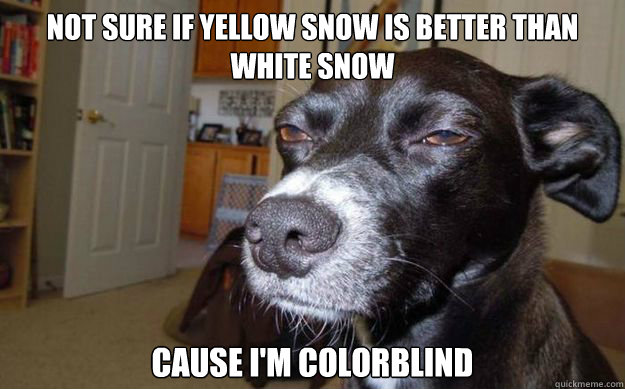 Not sure if yellow snow is better than white snow cause i'm colorblind  Skeptical Mutt