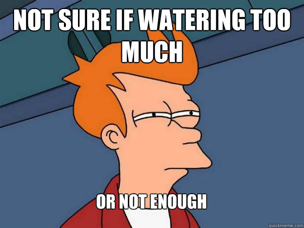 Not sure if watering too much or not enough  Futurama Fry