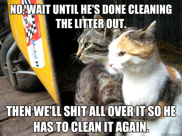 No, wait until he's done cleaning the litter out. Then we'll shit all over it so he has to clean it again.  