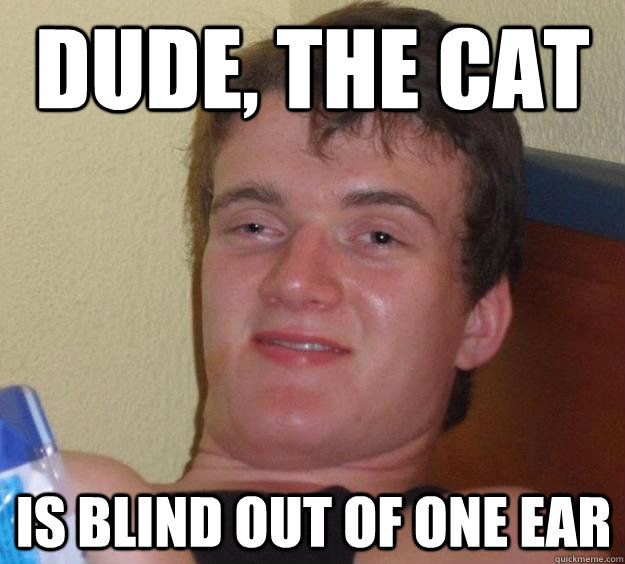 Dude, the cat is blind out of one ear  10 Guy