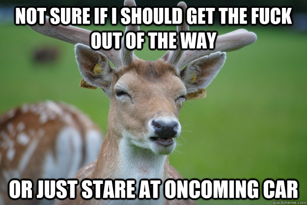 Not sure if I should get the fuck out of the way Or just stare at oncoming car - Not sure if I should get the fuck out of the way Or just stare at oncoming car  Deer Fry