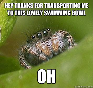 Hey thanks for transporting me to this lovely swimming bowl oh  Misunderstood Spider