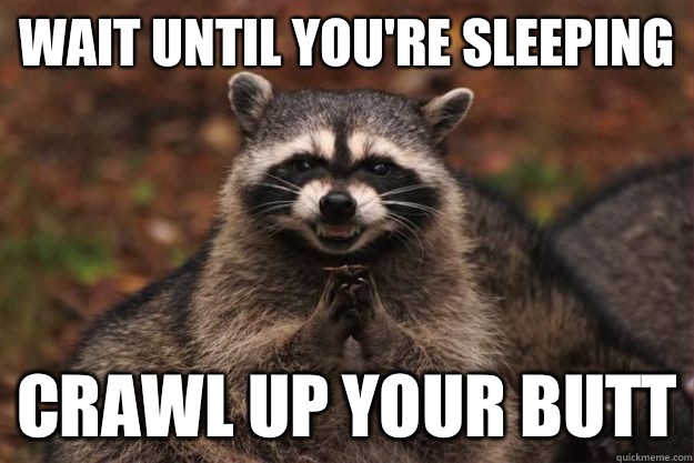 Wait until you're sleeping Crawl up your butt   Evil Plotting Raccoon