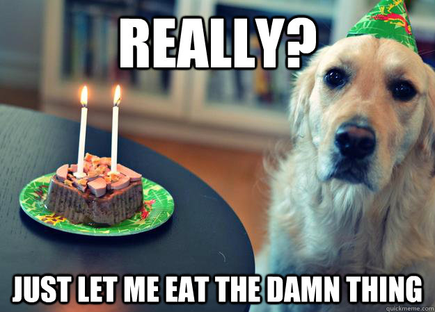 really? just let me eat the damn thing  Sad Birthday Dog