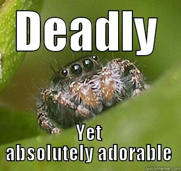 DEADLY YET ABSOLUTELY ADORABLE Misunderstood Spider