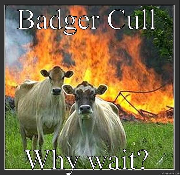 Cow direct Action - BADGER CULL WHY WAIT? Evil cows