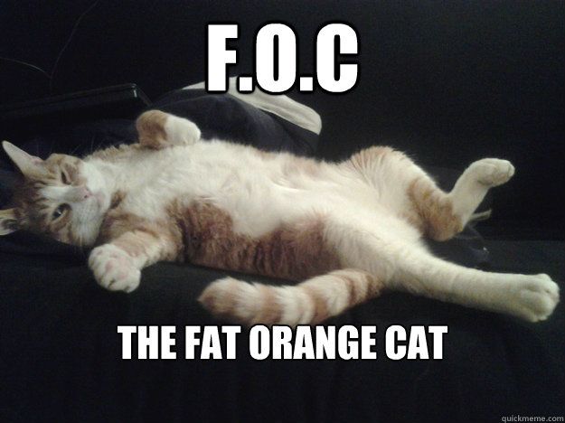 F.O.C The Fat Orange Cat

  