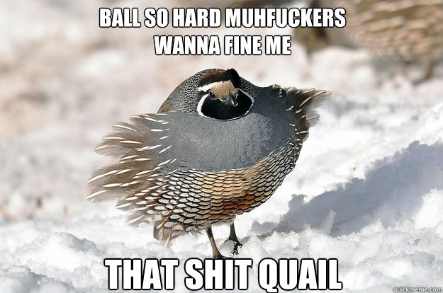 Ball so hard Muhfuckers wanna fine me  That shit quail  - Ball so hard Muhfuckers wanna fine me  That shit quail   Rapping Quail