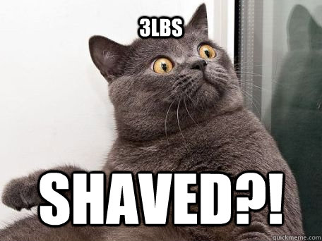 3lbs Shaved?!  conspiracy cat