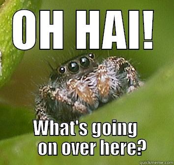 OH HAI! WHAT'S GOING     ON OVER HERE? Misunderstood Spider