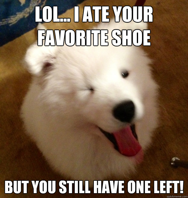 lol... i ate your 
favorite shoe but you still have one left!  zeev the samoyed