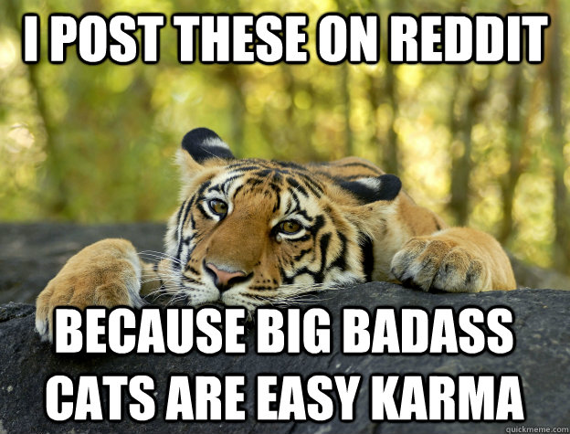 i post these on reddit because big badass cats are easy karma  Confession Tiger