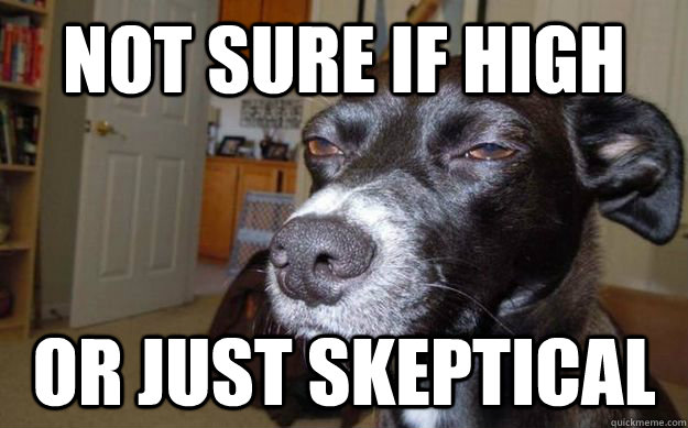 Not sure if high or just skeptical   Skeptical Mutt