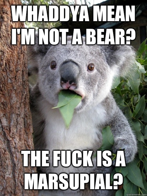 Whaddya mean I'm not a bear? the fuck is a marsupial?  koala bear